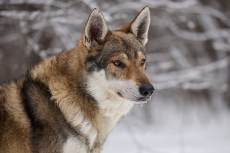 Alfresko Life Amulet Fo Navi Sport